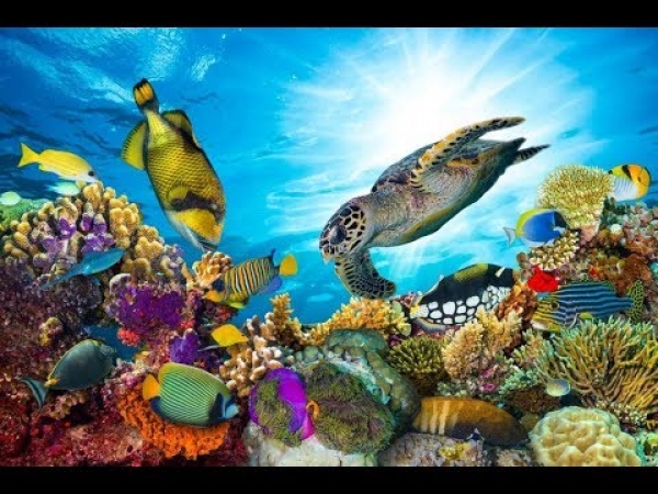 Snorkeling in Hurghada from Safaga Port